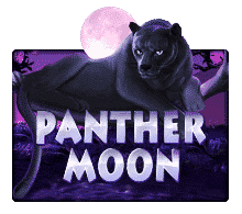 panthermoon - pussy888